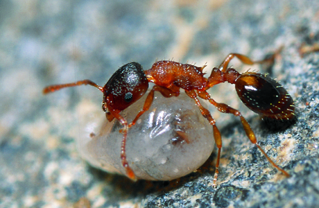 Sächsische Schmalbrustameise  (Temnothorax saxonicus) - © Bernhard Seifert